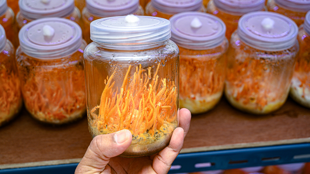 A Look at Lion’s Mane, Cordyceps, and Reishi